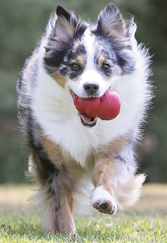 Kong Classic KXL Dog Toy, L/XL, Chew, Classic, Rubber, Red