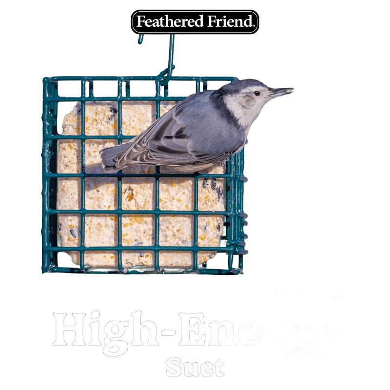 Feathered Friend 14375 Black Oil Sunflower Seed Wild Bird Food, 11 oz, Suet