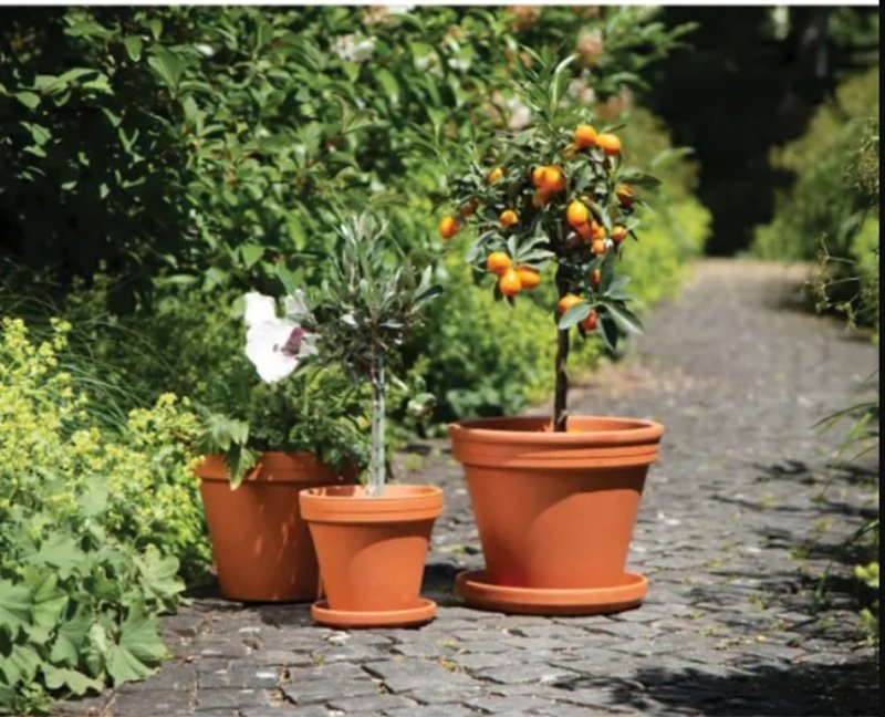 Border Concepts 800119 German Standard Pot, 12-1/4 in Dia, 9-3/4 in H, Clay, Terracotta, Pack of 2