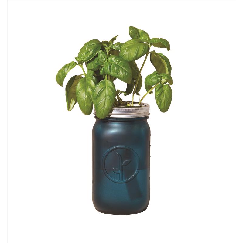 Modern Sprout Basil Grow Kit 1 pk