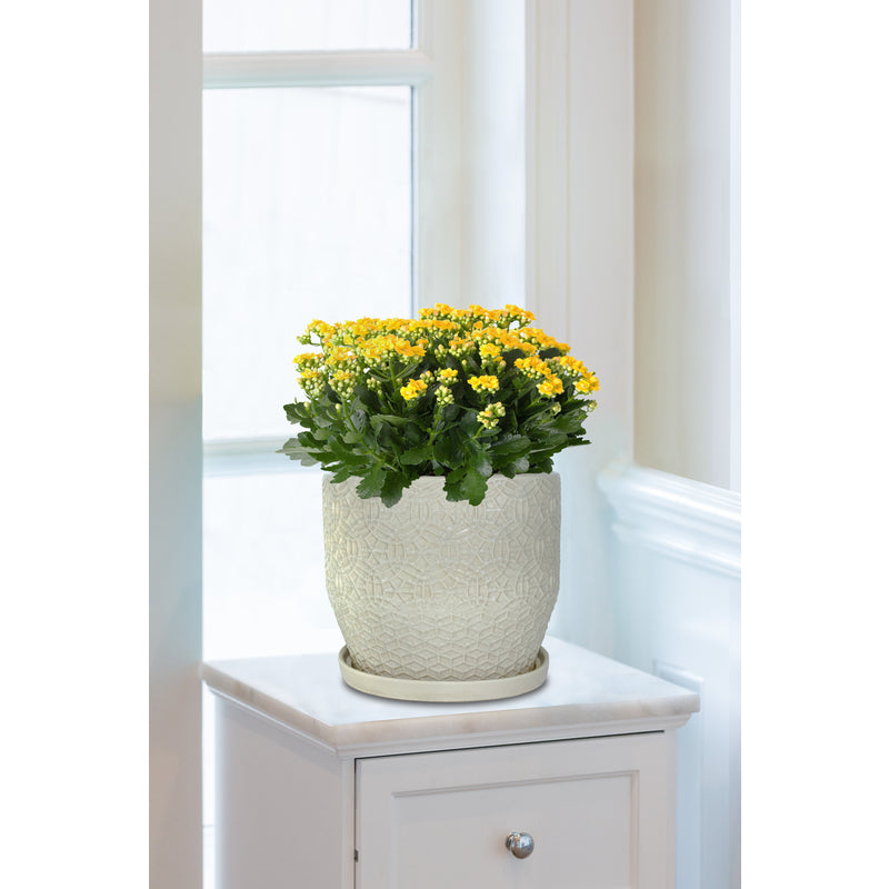Trendspot Rivage 9.9 in. H X 9.9 in. W X 9.9 in. D X 10 in. D Ceramic Planter White, Pack of 2