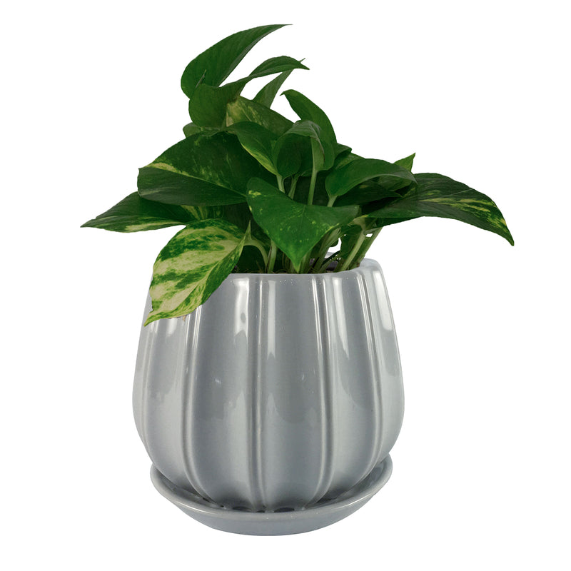 Trendspot Contour 7.28 in. H X 8 in. W X 8 in. D X 8 in. D Ceramic Planter Gray, Pack of 2
