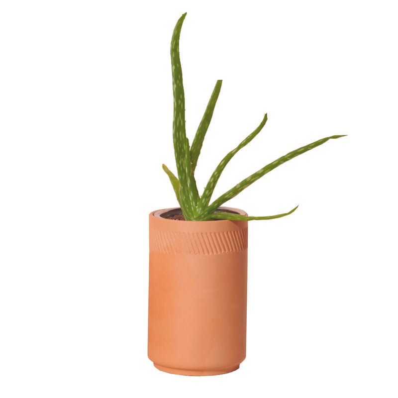 Modern Sprout Healing Aloe Succulent Seed Starter Kit, Pack of 6