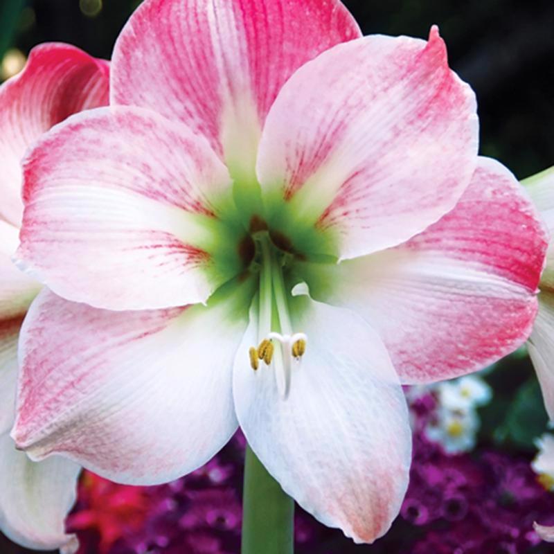 DeGroot Amaryllis Gift Box Bulb Kit 1 pk, Pack of 12