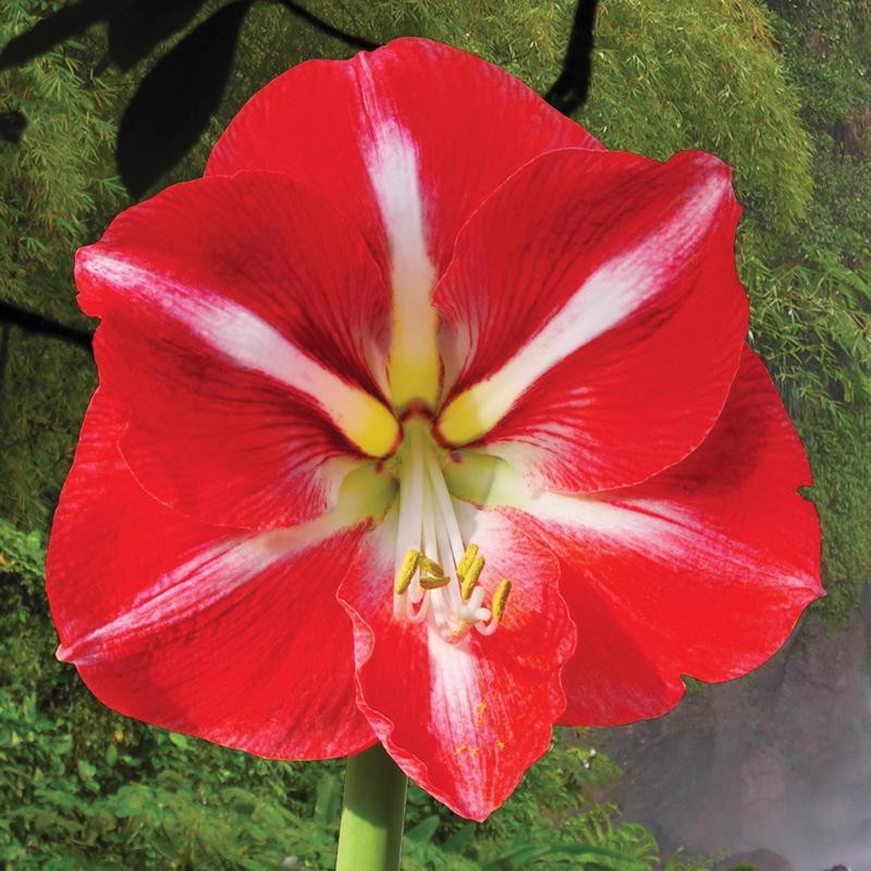 DeGroot Amaryllis Gift Box Bulb Kit 1 pk, Pack of 12