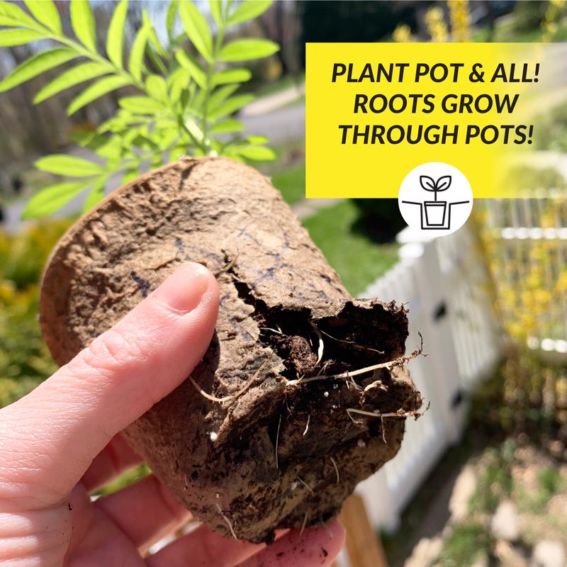 Ferry-Morse 7 Cells 5 in. H X 4 in. W X 4 in. L Seed Starting Peat Pot 7 pk