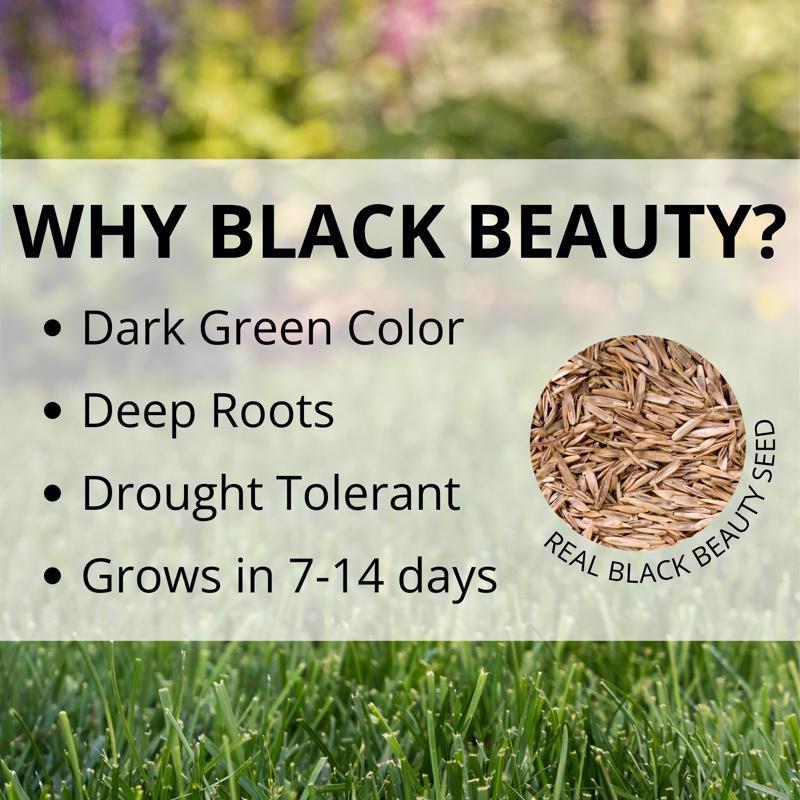 Jonathan Green Black Beauty Sun and Shade Mixed Partial Shade/Sun Grass Seed 7 lb