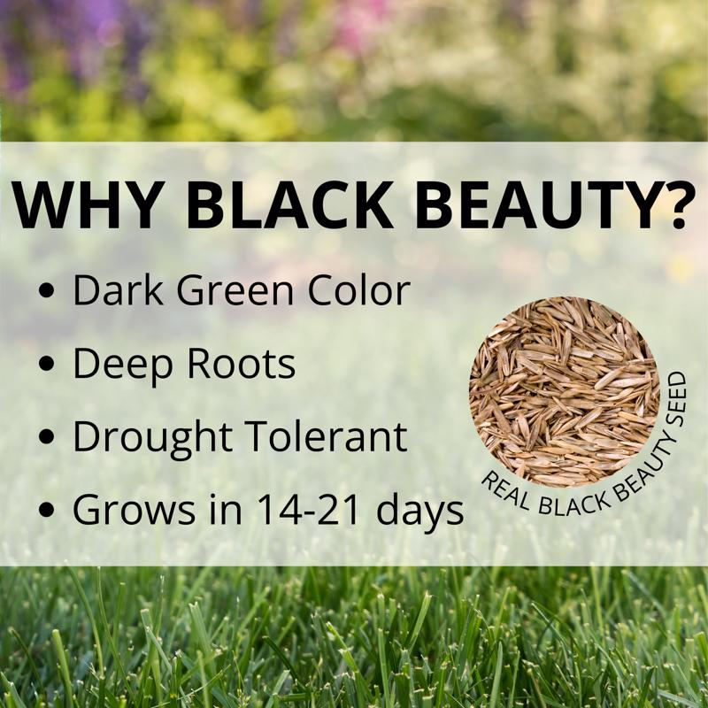 Jonathan Green Black Beauty Dense Shade Mixed Full Shade Grass Seed 3 lb