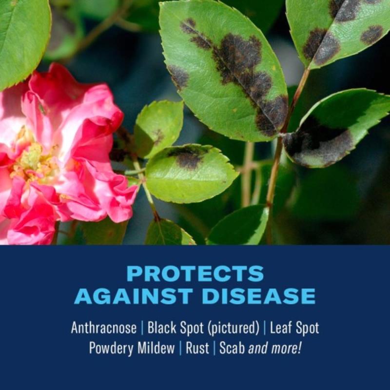 BioAdvanced 3-in-1, Ready-to-Use Insect Disease & Mite Control Spray 24 oz