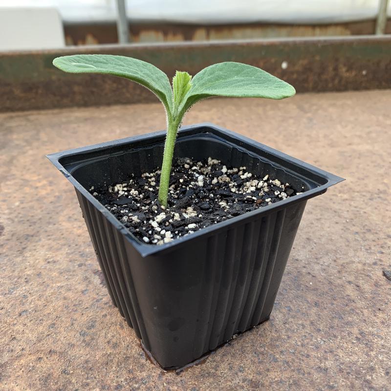 Ferry-Morse 18 Cells 11 in. W X 22 in. L Seed Starting Kit 1 pk, Pack of 6