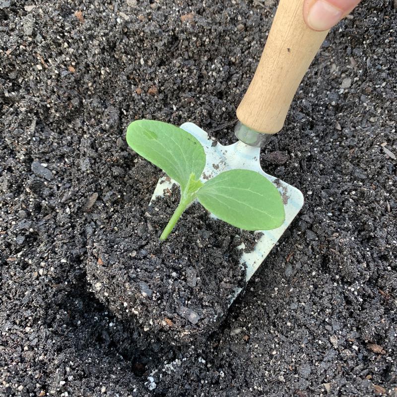 Ferry-Morse 18 Cells 11 in. W X 22 in. L Seed Starting Kit 1 pk, Pack of 6