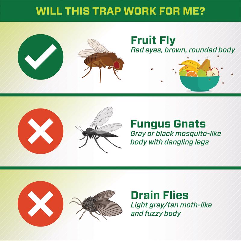 RESCUE! Fruit Fly Trap 0.68 oz, Pack of 5