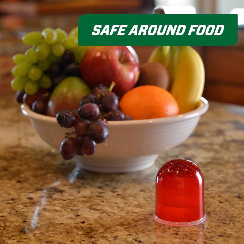 RESCUE! Fruit Fly Trap 0.68 oz, Pack of 5