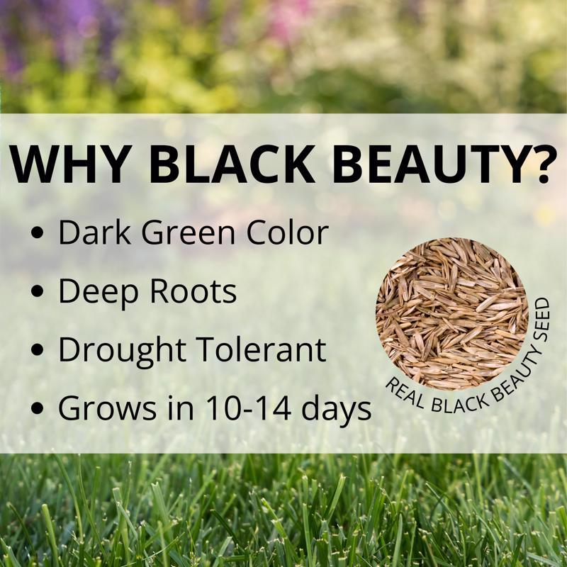 Jonathan Green Black Beauty Fall Magic All Grasses Sun or Shade Grass Seed 25 lb