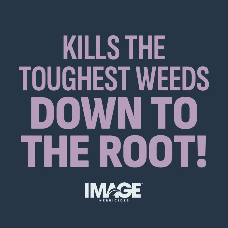 Lilly Miller Image Weed Killer RTU Liquid 32 oz