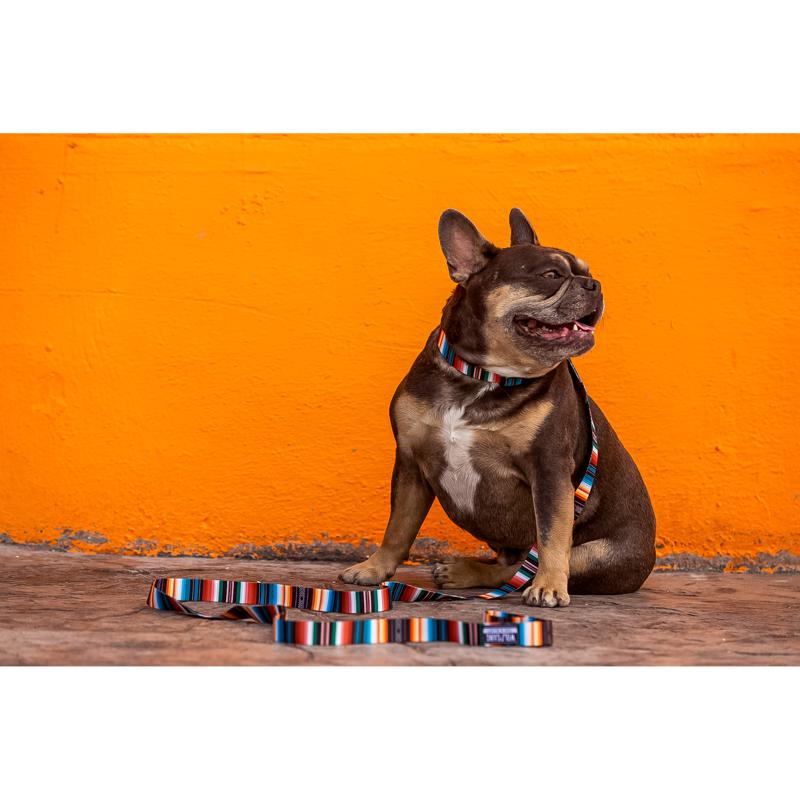 Wolfgang Multicolored LostArt Polyester Dog Collar Small
