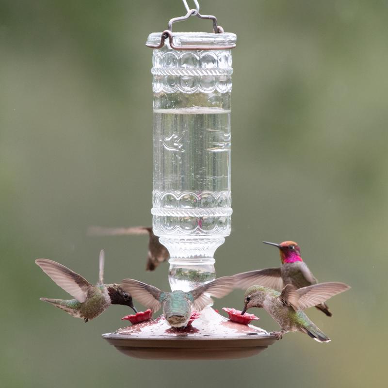 Perky-Pet Hummingbird 10 oz Glass/Metal Antique Bottle Nectar Bird Feeder 4 ports, Pack of 2