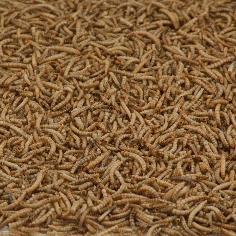 Kaytee Bluebird Dried Mealworm Mealworms 7 oz, Pack of 6