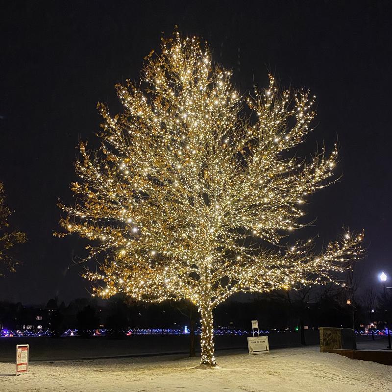 Celebrations Platinum LED T5 Warm White 50 ct String Christmas Lights 25 ft., Pack of 12