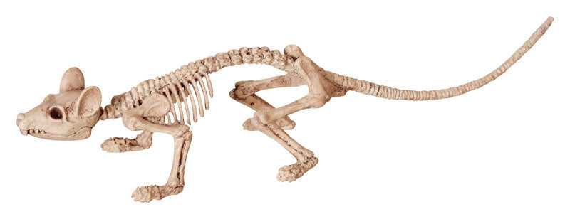 Seasons 6 in. Skeleton Asst Halloween Decor, Pack of 12