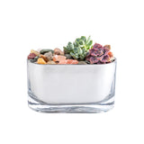 Krylon Looking Glass High-Gloss Silver Reflective Finish Spray 6 oz, Pack of 6