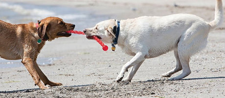 Kong Safestix PF3 Dog Toy, Small, Stick, Plastic, Assorted