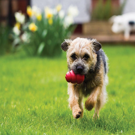 Kong Classic T2 Dog Toy, M, Rubber, Red