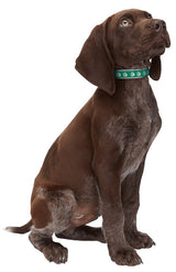 Casual Canine ZA8871 06 43 Dog Collar, 6 to 10 in L Collar, 3/8 in W Collar, Nylon, Green