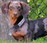 Casual Canine ZA8871 10 79 Dog Collar, 10 to 16 in L Collar, 5/8 in W Collar, Nylon, Purple
