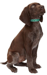 Casual Canine ZA8871 18 43 Dog Collar, 18 to 26 in L Collar, 1 in W Collar, Nylon, Green