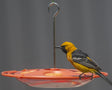 Perky-Pet 467-4 Bird Feeder, 16 oz, 4-Port/Perch, Plastic, Hanging Mounting