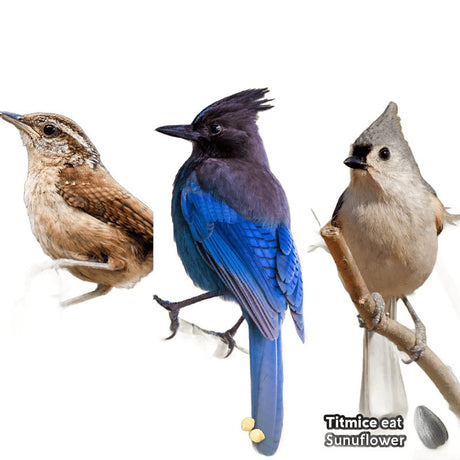 Feathered Friend 14380 Wild Bird Suet, Cake