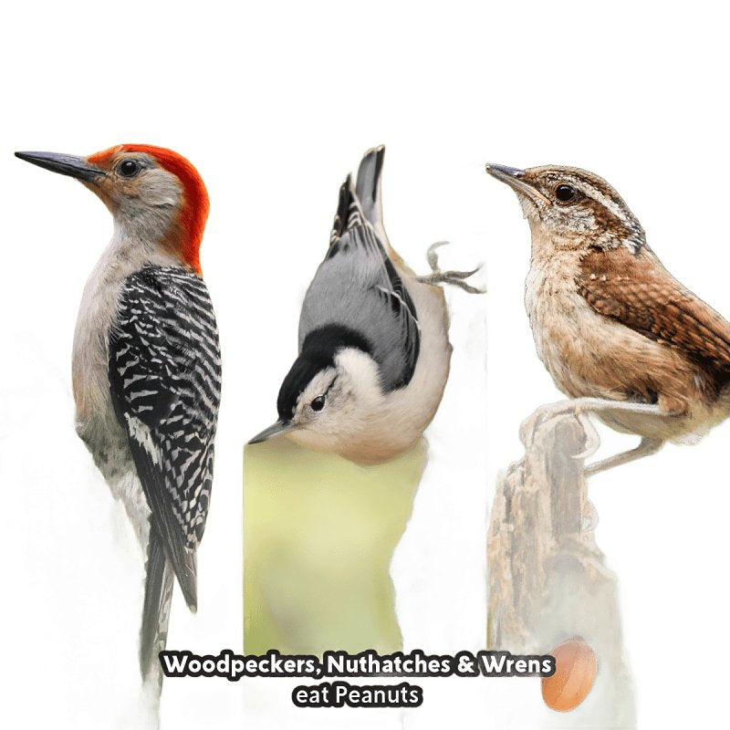 Feathered Friend 14368 Peanuts Wild Bird Food, Straight, Seed, 3 lb Bag