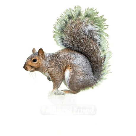 Feathered Friend 14369 Shelled Peanuts Wild Bird Food, 3 lb, Bag