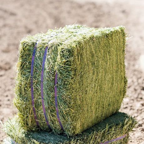Standlee 1100-20025-0-0 Alfalfa Compressed Bale, Pack of 24