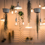 Feit ST15 E12 (Candelabra) Filament LED Bulb Amber Soft White 25 Watt Equivalence 1 pk