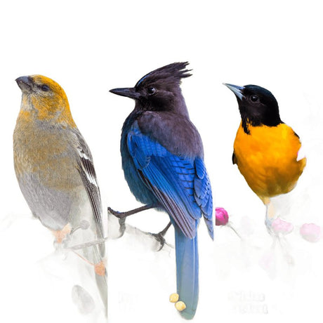 Feathered Friend 14371 Wild Bird Suet, Cake, Orange, Pack of 12
