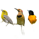 Feathered Friend 14374 Rendered Beef Suet Wild Bird Food, 11.75 oz, Suet, Berry, Pack of 12