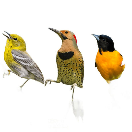 Feathered Friend 14374 Rendered Beef Suet Wild Bird Food, 11.75 oz, Suet, Berry, Pack of 12