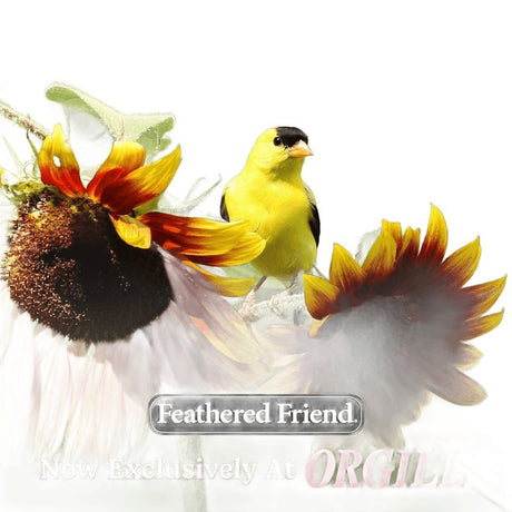 Feathered Friend 14374 Rendered Beef Suet Wild Bird Food, 11.75 oz, Suet, Berry, Pack of 12