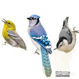 Feathered Friend 14372 Rendered Beef Suet Peanut Suet, 11 oz