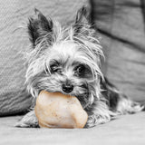 Petmate BarkBone 36070 Dog Toy, Small, Bacon, Chew, Natural Instincts Pig Ear, Nylon