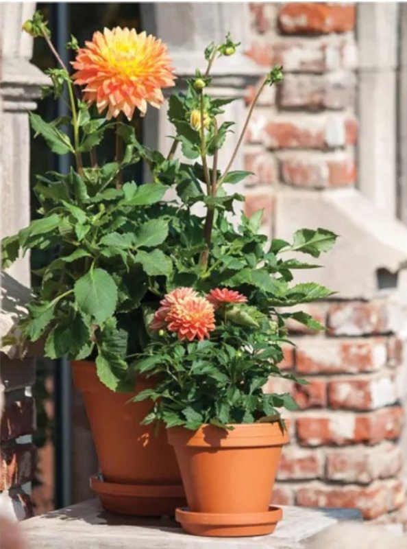 Ceramo S-8 Pot, 7-3/4 in Dia, 6-3/4 in H, Flower Design, Red Clay, Pack of 12