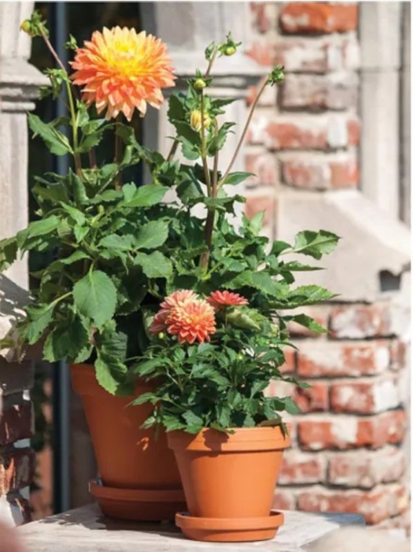 Ceramo S-6 Pot, 6 in Dia, 5-1/4 in H, Flower Design, Red Clay, Pack of 16