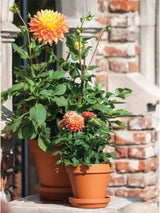 Craftware GC 0400 Pot, 3-3/4 in H, 4-1/4 in W, Terracotta, Pack of 16