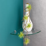 Dolle 0.31 in. H X 11.8 in. W X 11.8 in. D Clear Glass Corner Shelf, Pack of 3