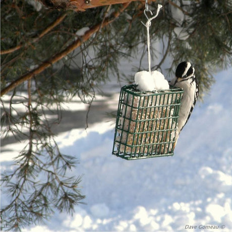 Heath S-1-8 Single Suet Feeder, Metal