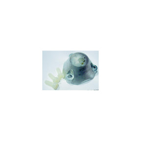 Auto Prop Anode