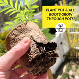 Ferry-Morse 23 Cells 2 in. H X 2.25 in. W X 2.25 in. L Seed Starting Peat Pot 23 pk