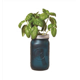 Modern Sprout Basil Grow Kit 1 pk